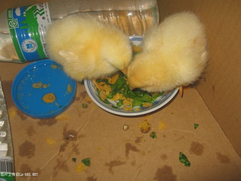 [原创]看看我的宝贝（小鸡鸡）