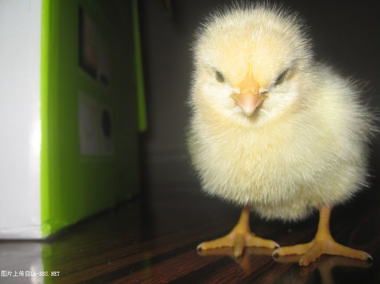 [原创]看看我的宝贝（小鸡鸡）