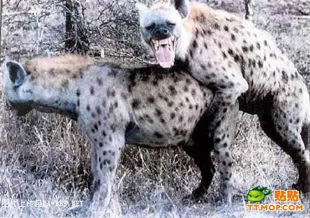 强奸犯实施强奸时的嚣张表情