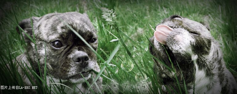 [原创]我家的呼嚕~眞是美~