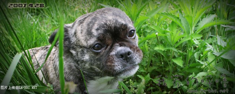 [原创]我家的呼嚕~眞是美~