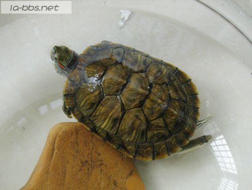 [原创]我家的龟小弟~~~~~~~~来啦