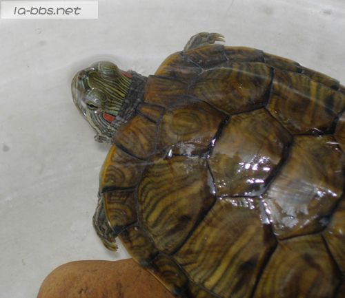[原创]我家的龟小弟~~~~~~~~来啦