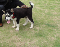 六安有多少哈士奇？速來報到[原创]