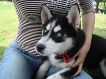 六安有多少哈士奇？速來報到[原创]