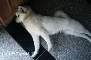 [原创]俺家的萨摩银狐