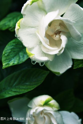 [原创]俺家多了只萨摩银狐