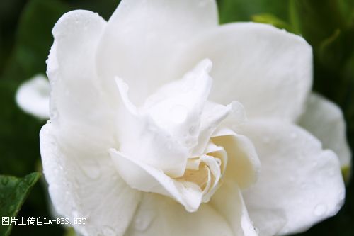 [原创]俺家多了只萨摩银狐