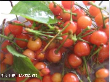 <font color=#9400D3>樱桃可真贵啊......</font>