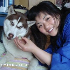 六安有多少哈士奇？速來報到~~更新了