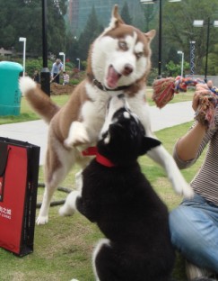 六安有多少哈士奇？速來報到~~更新了