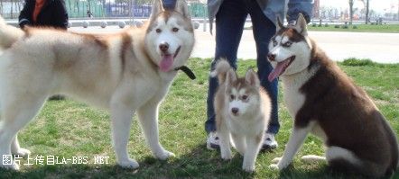 六安有多少哈士奇？速來報到~~更新了