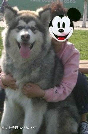 六安有多少哈士奇？速來報到~~更新了