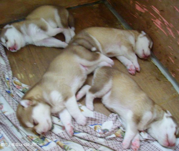 [注意][原创]预定赛级哈士奇(07.6.12生)