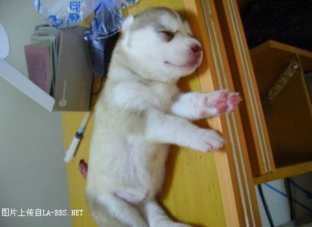 [注意][原创]预定赛级哈士奇(07.6.12生)