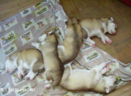 [注意][原创]预定赛级哈士奇(07.6.12生)