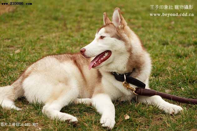 [注意][原创]预定赛级哈士奇(07.6.12生)