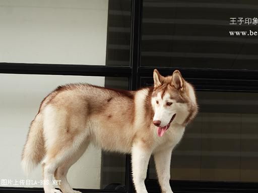 [注意][原创]预定赛级哈士奇(07.6.12生)