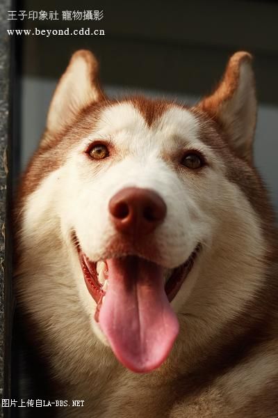 [注意][原创]预定赛级哈士奇(07.6.12生)