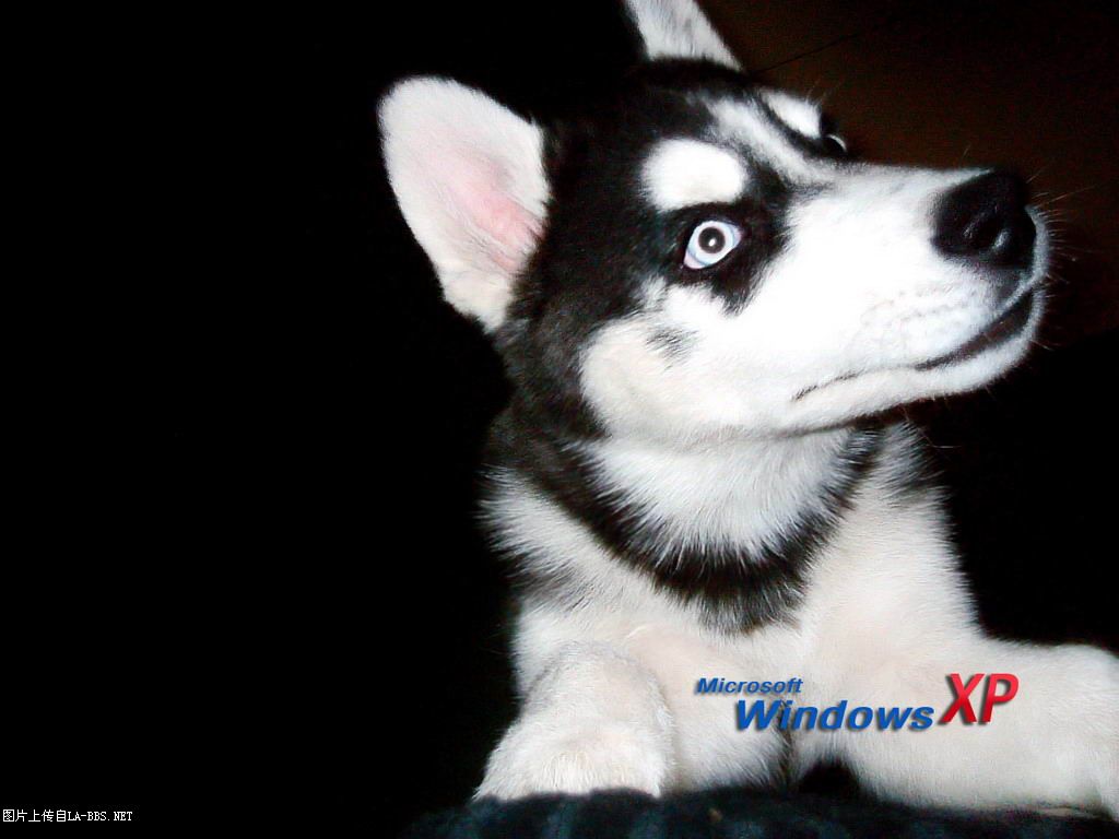 六安有多少哈士奇？速來報到~~更新了