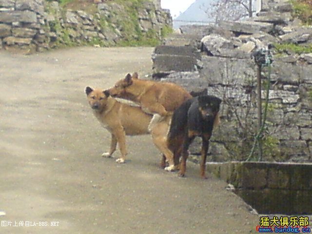 绝对的轮奸惨案````````