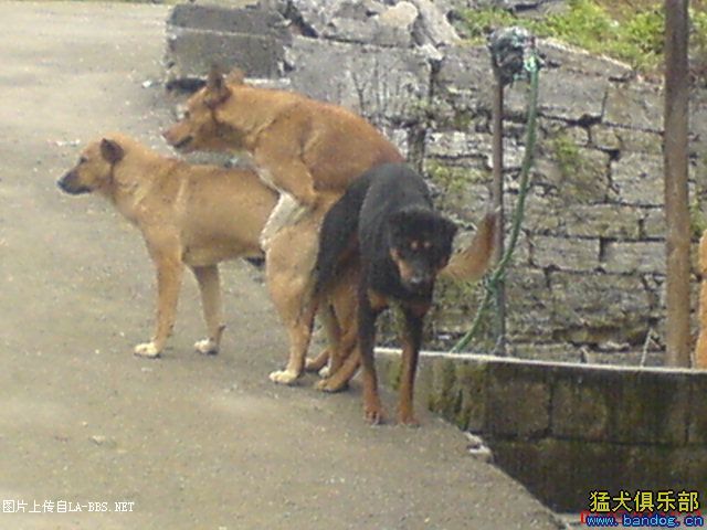 绝对的轮奸惨案````````