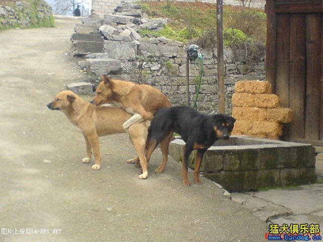 绝对的轮奸惨案````````