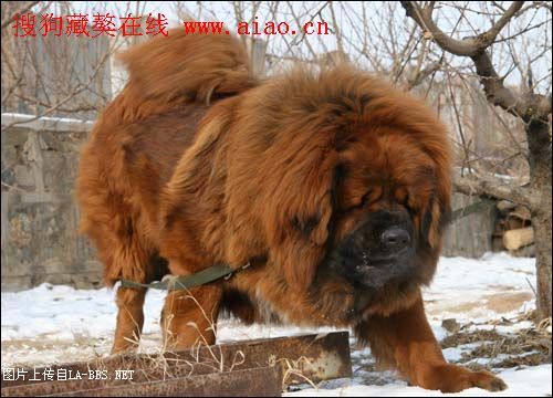 中国10大超级黄獒`````