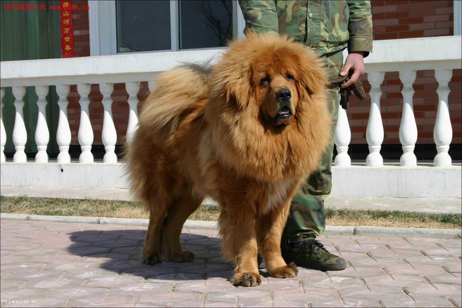 中国10大超级黄獒`````