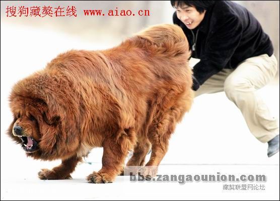 中国10大超级黄獒`````