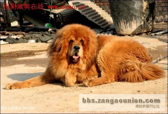 中国10大超级黄獒`````