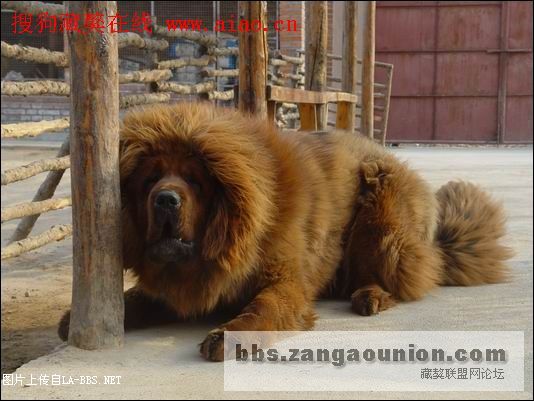 中国10大超级黄獒`````