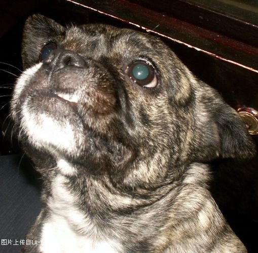 YY、小G养的呼噜生小宝宝啦！大家快来给它起个名字！