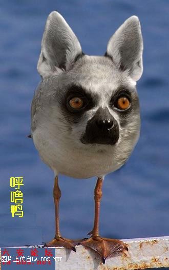 YY、小G养的呼噜生小宝宝啦！大家快来给它起个名字！