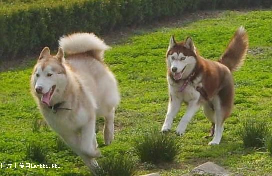 [注意][原创]预定赛级哈士奇(07.6.12生)