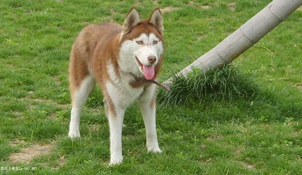 [注意][原创]预定赛级哈士奇(07.6.12生)