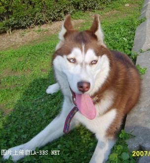 [注意][原创]预定赛级哈士奇(07.6.12生)