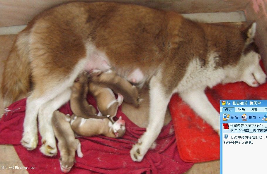 [注意][原创]预定赛级哈士奇(07.6.12生)