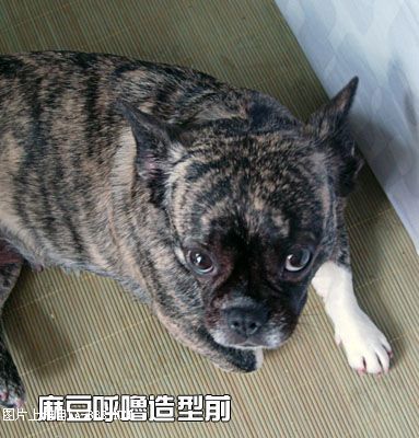 [原创]猫眼造型～麻豆呼噜变身