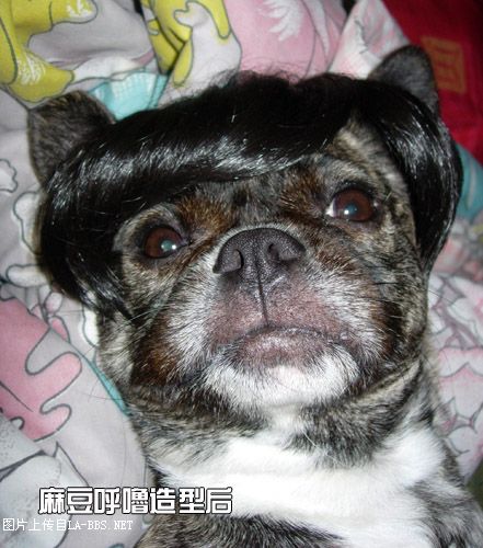 [原创]猫眼造型～麻豆呼噜变身