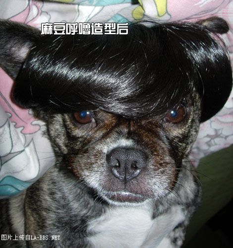 [原创]猫眼造型～麻豆呼噜变身
