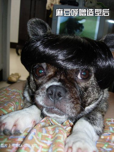 [原创]猫眼造型～麻豆呼噜变身