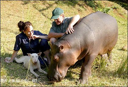 河马爱上家居生活了