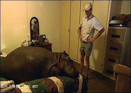 河马爱上家居生活了