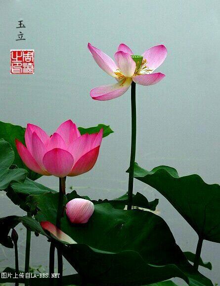 山东安丘青云湖荷花