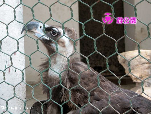 [原创]游人民公园-动物世界