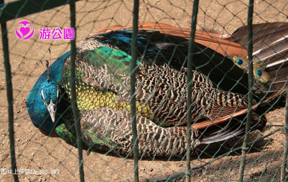 [原创]游人民公园-动物世界