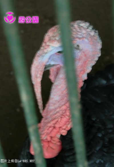 [原创]游人民公园-动物世界