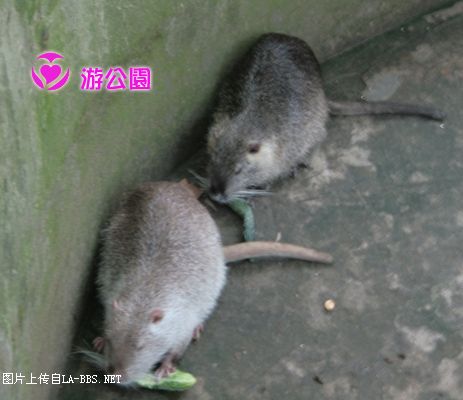 [原创]游人民公园-动物世界