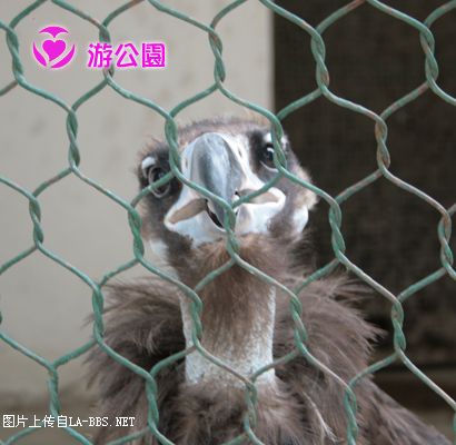 [原创]游人民公园-动物世界